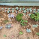 더함농장 이미지