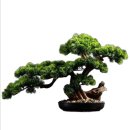 우리분재 | 공간이 살아나는 소나무 분재 조경 인테리어 비밀