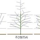 체리나무 심을때 고려해야할 기술 이미지