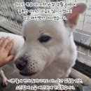 복실이 이미지