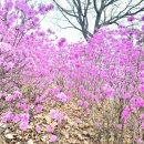 [생태체험] 맥도생태공원 - 5월 12일(일) 오전 | 부천 원미산 진달래 &amp; 주변 맛집 총정리 2026