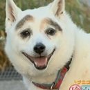 면상