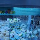 양파인형뽑기 이미지