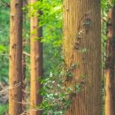 호랑산 둘레길 이미지