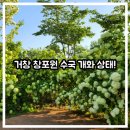 거창-거창-5 | [유아 동반/아기랑] 경남 수국 명소 추천! 거창 창포원 5월 개화 상태 실시간 후기!