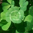 네잎클로버 이미지