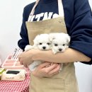 강아지분양 마이댕냥 일산점 이미지