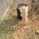 연홍농장 Daum카페