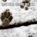 24시 강서 젠틀리동물의료센터 네이버블로그
