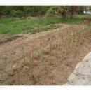 텃밭가꾸기 이미지