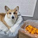한사랑펫 | (귤 추천)달콤한 타이백 감귤 먹방 후기