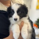 가온펫(안심분양센터) | 보더콜리 강아지 분양 안심하고 할 수 있는 가온펫 안심분양