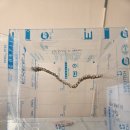 부산햄스터분양 행복햄 | 부산골든햄스터 분양 제대로 했던 행복햄