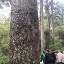 [Cape Reinga] 뉴질랜드 북섬 케이프 레잉가, 90마일 비치 (Greatsights 투어 후기)