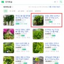 순일농장 | 봄철, 향긋한 봄내음을 가득 내뿜는 평창오가피순 재배지
