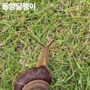 동양목초 티스토리