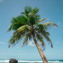 가자남쪽나라 이미지