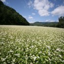 메밀꽃 이미지