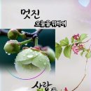 아리솔님 빠른쾌유를 바랍니다 이미지