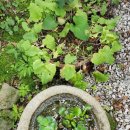 더샤인행정사사무소 이미지