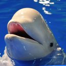 롯데월드아쿠아리움 이미지