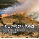 야화소부진 춘풍취우생(野火燒不盡春風吹又生) 이미지