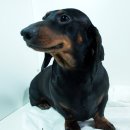 베르네집 이미지