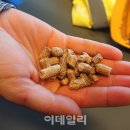 펠릿