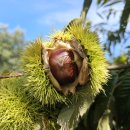 박사골농장 이미지