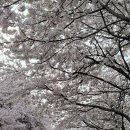 천문로 | [경북] 영천에서 2박3일 벚꽃캠핑, 실시간으로 피는 꽃송이들🌸