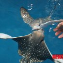 아쿠아플라넷 제주 이미지