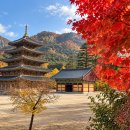 제216차 속리산 법주사 일대 단풍 산행 이미지
