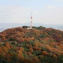 단풍