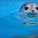 먹구가자 이미지