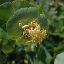 인동 Lonicera Kintzley&#39;s Ghost® Grape Honeysuckle 이미지