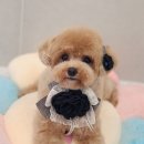 펫러버 그루밍 이미지