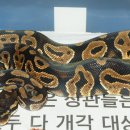 파스텔틱