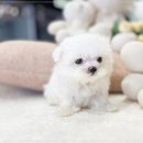 전주강아지분양 고양이분양 24시 데려가개 전주점 이미지