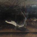 킹콩아쿠아 이미지