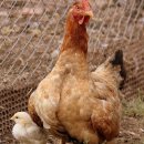 (주)올품 상주사료공장 이미지