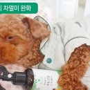 도그아로마 이미지