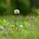 민들레 이미지