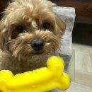 견묘양처 | 좋은 재료만을 사용한 견묘양처 애견수제간식 후기