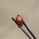 향미떡볶이 이미지