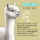 무수5-1 낙차공 | 가평 양떼목장 후기- 당근만 있으면 인기스타(이용시간, 가격, 정보)