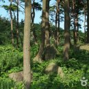 영광 성산리 지석묘군 이미지