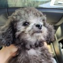 몽띠끄 | 다산애견미용 몽띠끄에서 토이푸들 배넷 미용했어요!