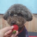 마루네일 이미지