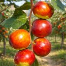 남산농장 | 평택 사과대추 농장 방문기｜팽성읍 남산리 명품 사과대추 팜파티 후기