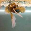 물고기#